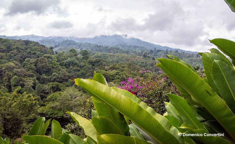 Birding in Costa Rica