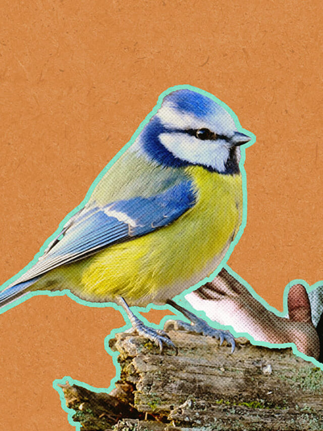 7 Best Birding Podcasts To Listen