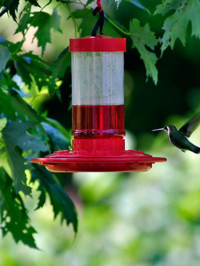 Hummingbird Food 101: (Sugar Water) Recipes