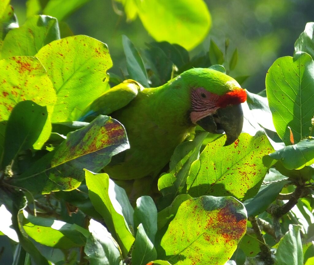 Photo inspiration: Visual Reference: Observations Of A Wild Great Green Macaw Nest Time To