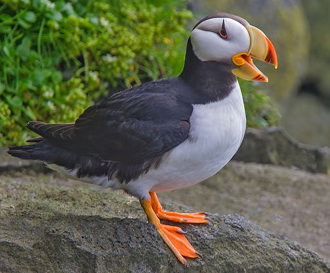horned-puffin-looking-right-aw
