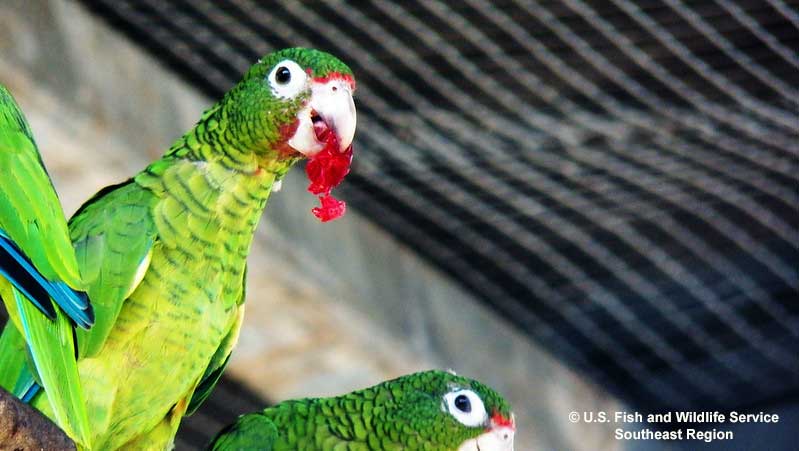 Parrots in captivity depend on fresh produce and pellet-form feed