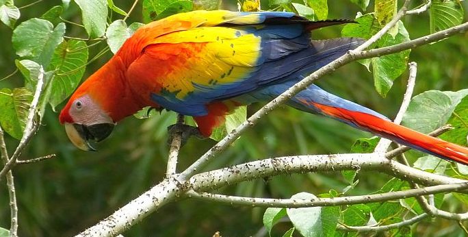 Scarlet Macaw