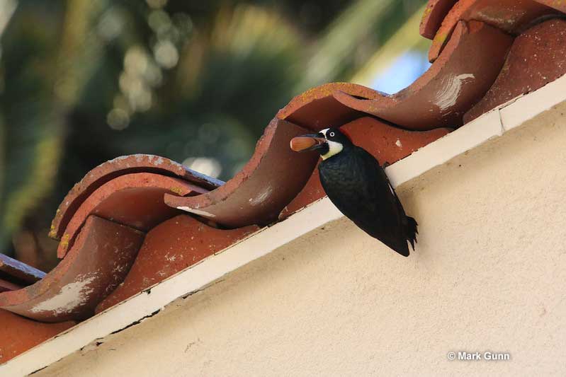 How To Get Rid Of Woodpeckers? 6 Humane Deterring Tactics