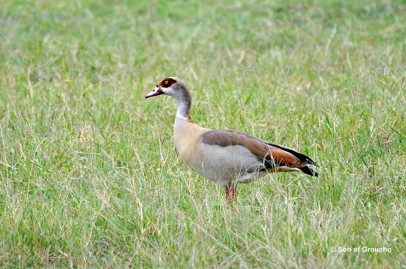 Egyptian Goose