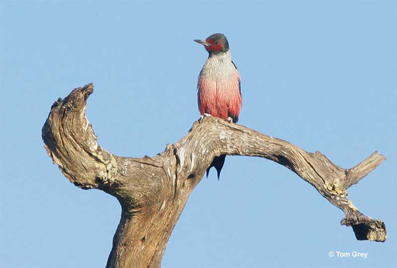 Lewis's Woodpecker perched on a tree