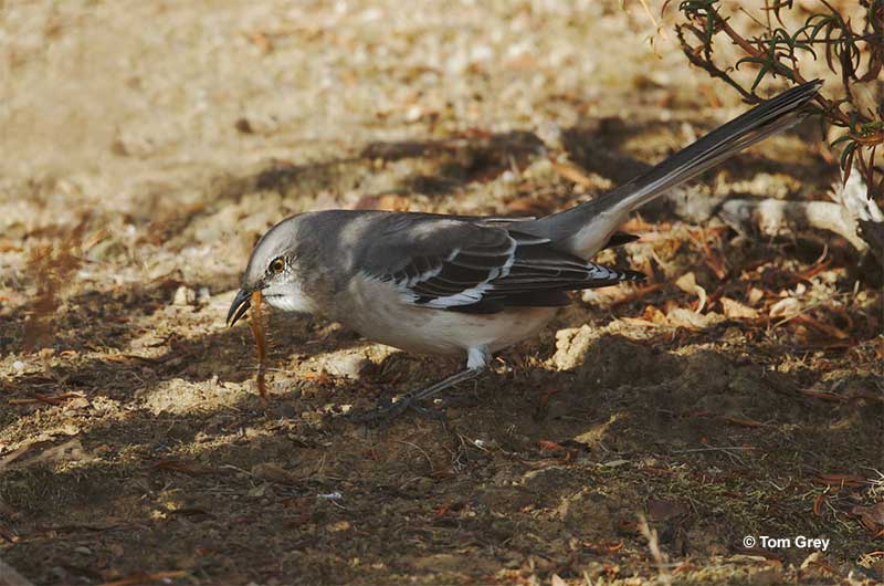 What Do Mockingbirds Eat? Their Diets & Tips To Attract
