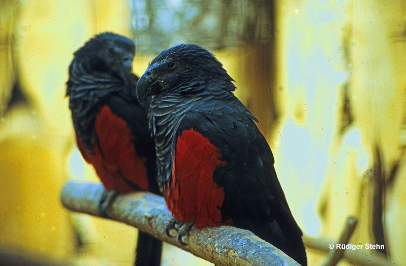 Pesquet's Parrots