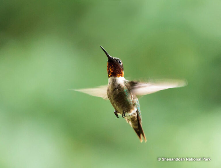 Bird Eggs Hatching How Long Does It Take What Happens