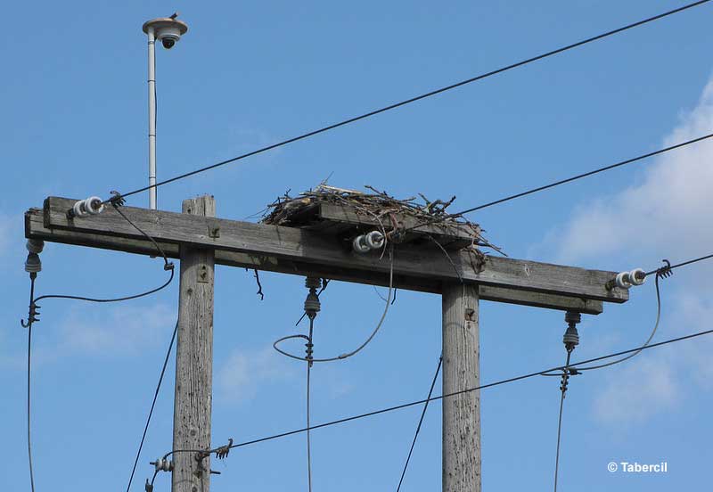 Birds Sitting On Power Lines How Do They Avoid Electrocution?