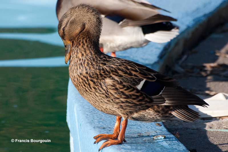 How To Keep Ducks Out OF Your Pool? 10 (Humane) Ways