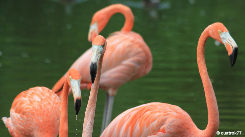 Flamingos in water