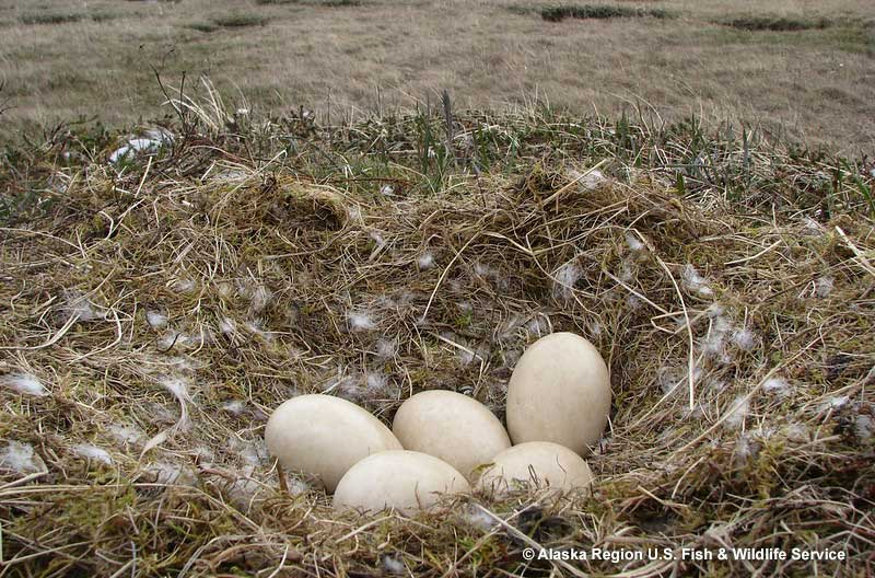 A swan's nest and eggs