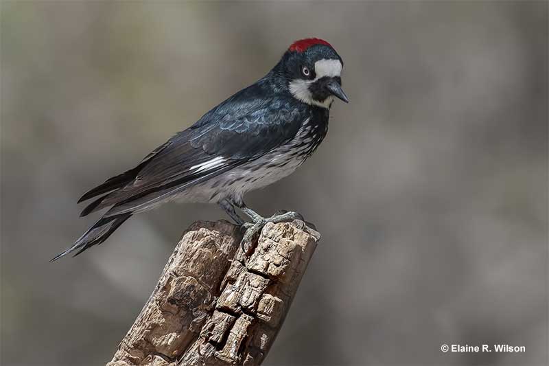 Acorn Woodpecker