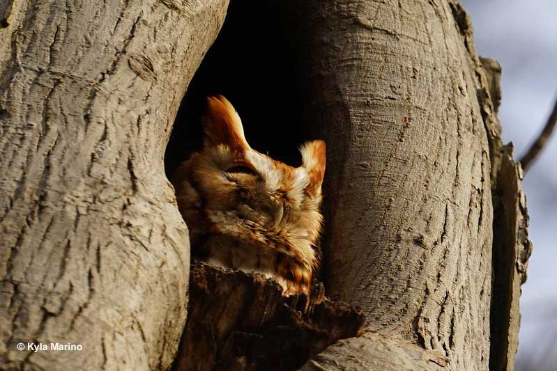 Eastern Screech Owl with reddish mutation