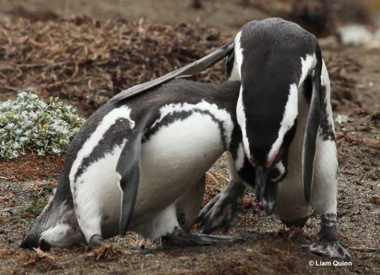 How Do Penguins Find Their Mates And Do They Mate For Life?