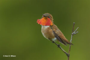 Rufous Hummingbird showing off its beautiful gorget