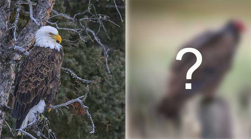 Eagles and a Turkey Vulture