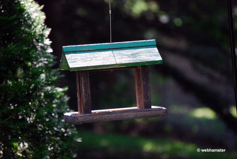 Foods You Shouldn't Give To Birds Harmful & Poisonous Foods