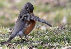 American Robin