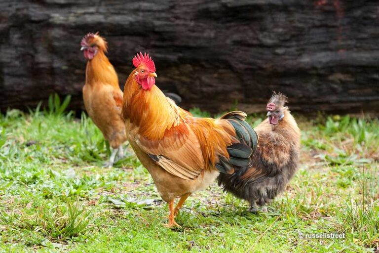 The Resilient Wild Chickens How Do They Survive In the Wild?