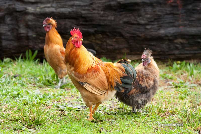 The Resilient Wild Chickens How Do They Survive In the Wild?