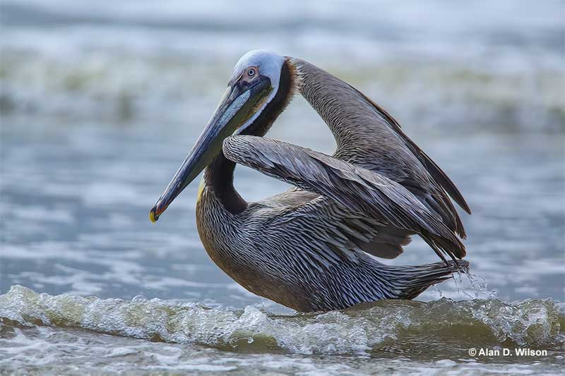 Brown Pelican