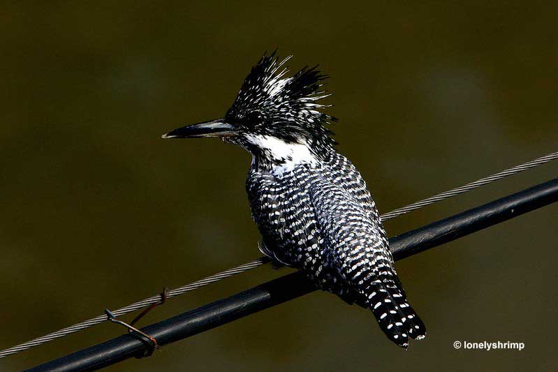 Crested Kingfisher