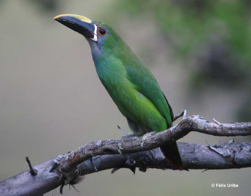 Emerald Toucanet