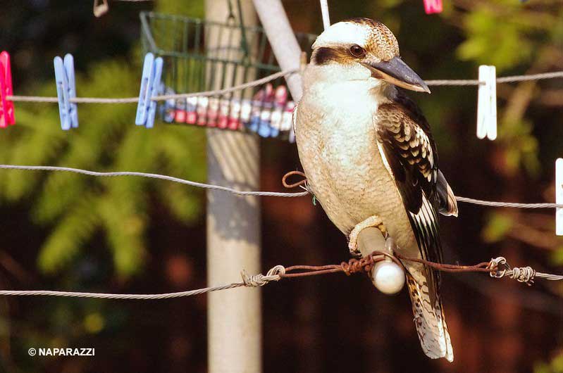 Kookaburra