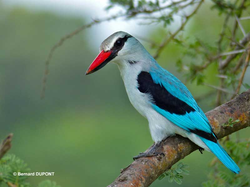 Woodland Kingfisher