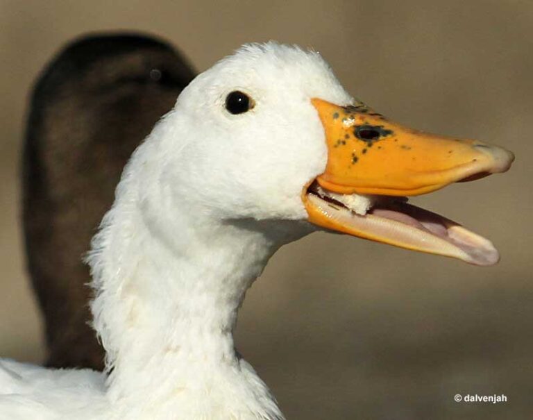 Is Bread Bad For Birds? Reasons They Shouldn't Eat It At All