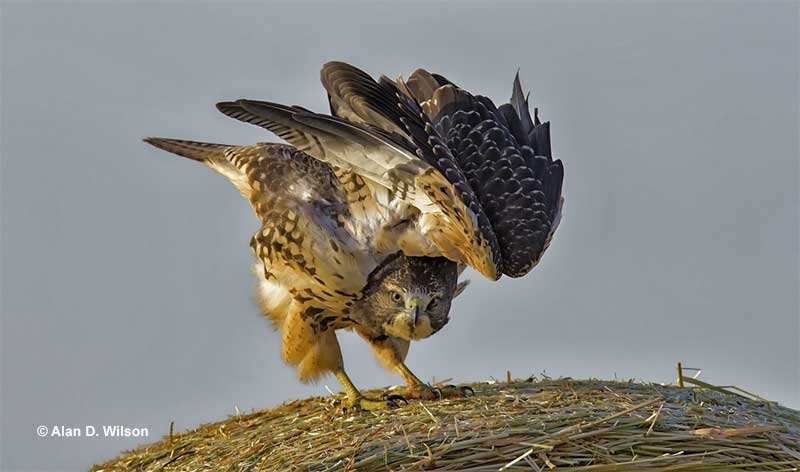 Red-tailed Hawk