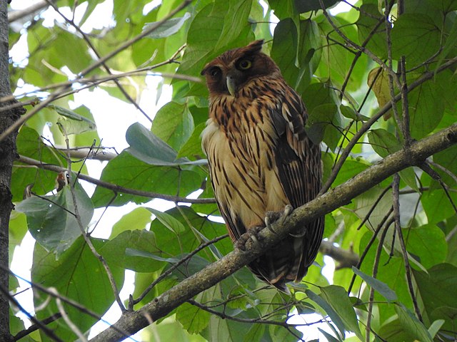 Philippine_Eagle-Owl
