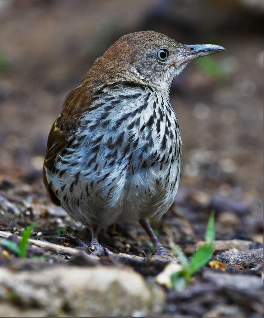 Curve-billed Thrasher