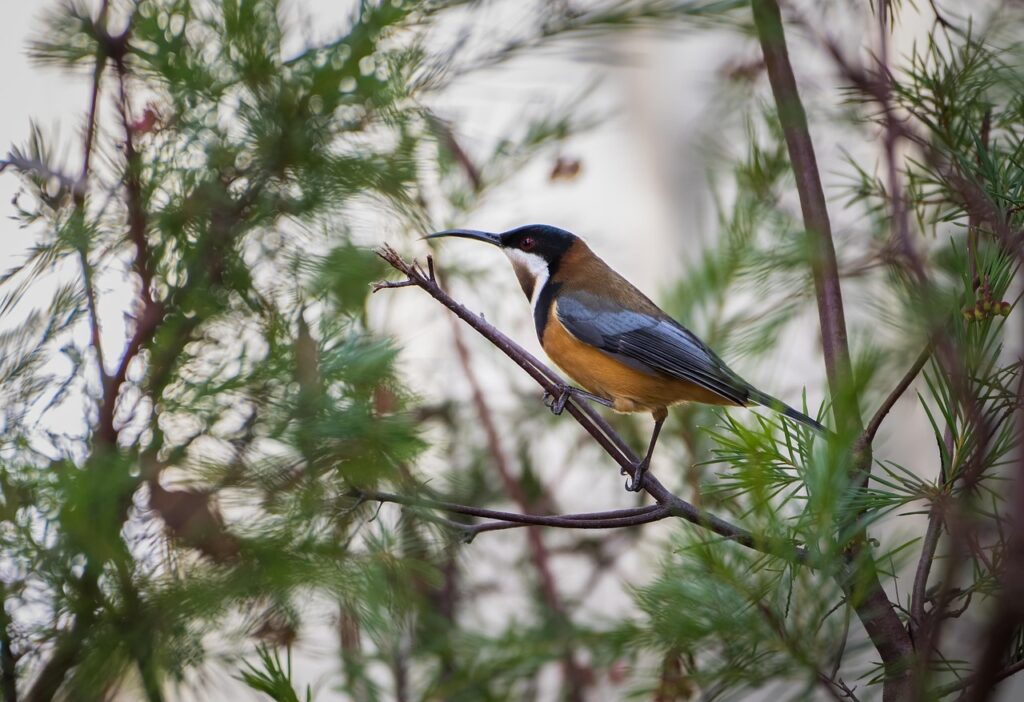 eastern-spinebill