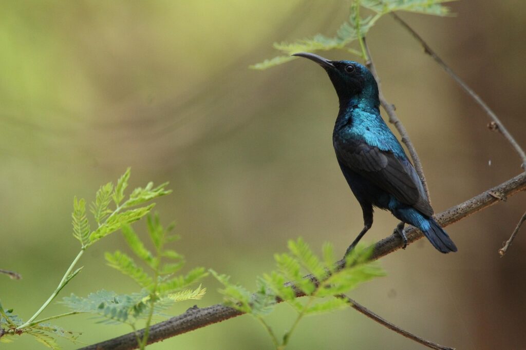 Purple Sunbird