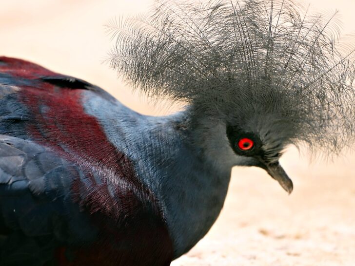 Victoria Crowned Pigeon