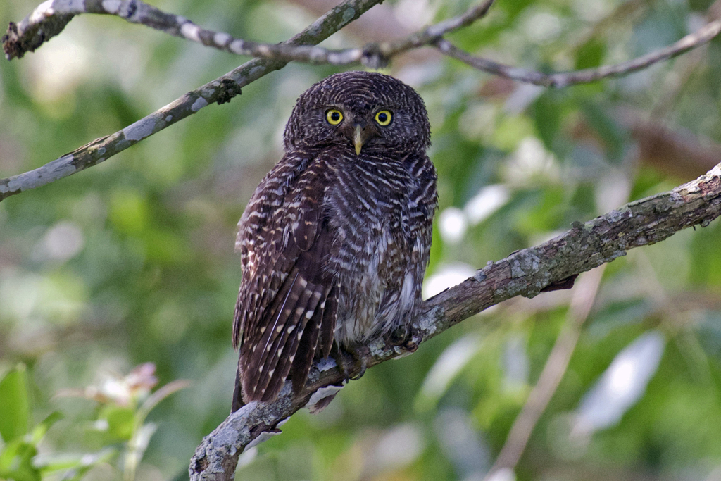 Asian Barred Owlet