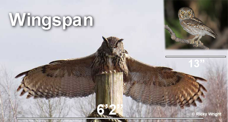 Eurasian-Owl-vs-Elf-Owl-Wingspan