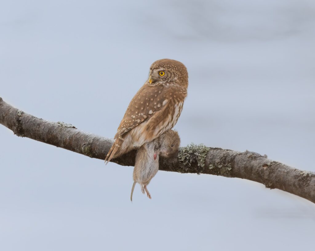 Eurasian Pygmy Owl