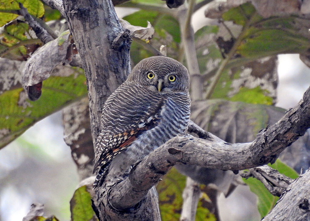 Jungle Owlet
