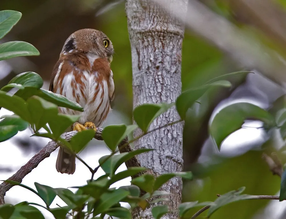 Least Pygmy Owl - Lars Petersson