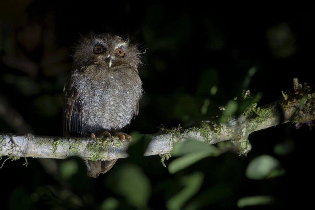 Long-Whiskered Owl