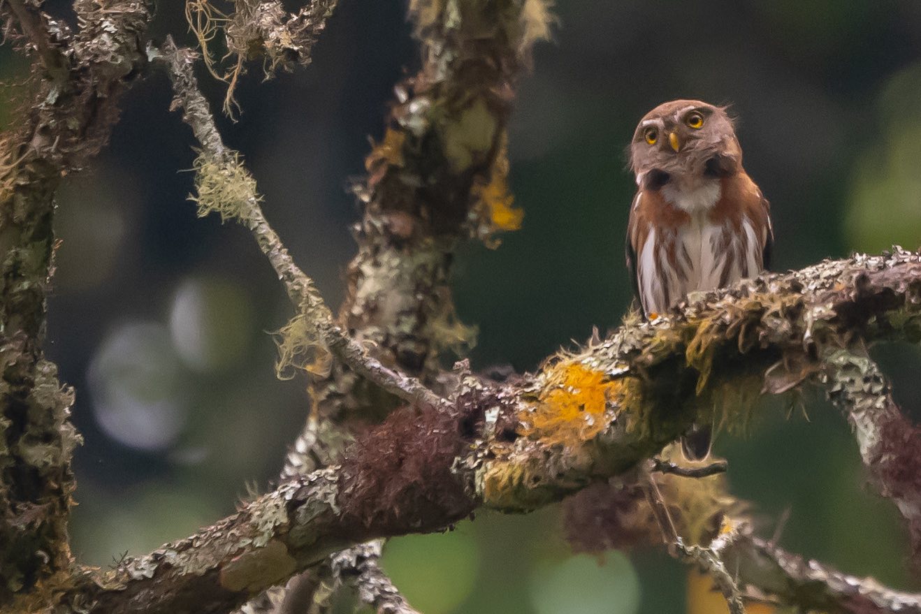 Tamaulipas Pygmy Owl